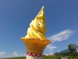 ひまわりソフト3.jpg